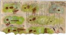 Gedo_colourpattern_002